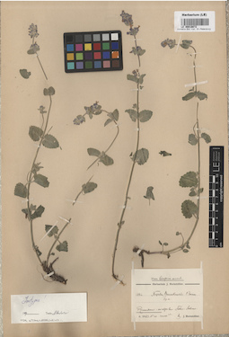 LE 00016672