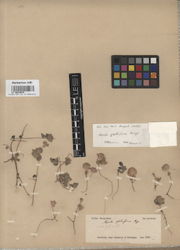 LE 00016675