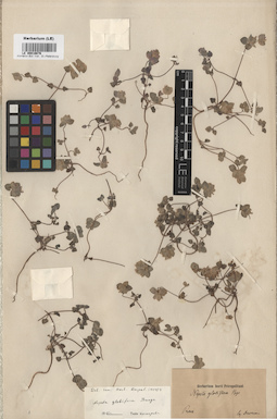 LE 00016676