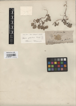 LE 00016677