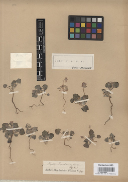 LE 00016682