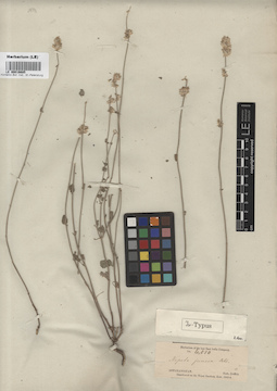 LE 00016685
