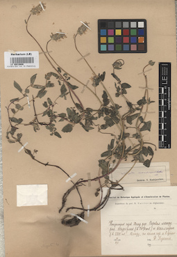 LE 00016686
