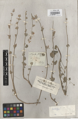 LE 00016687