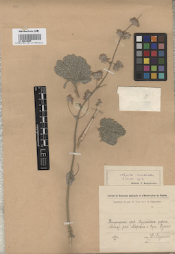 LE 00016695