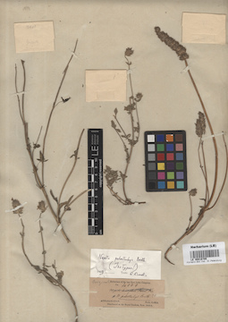 LE 00016705