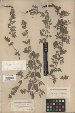 LE 00016709