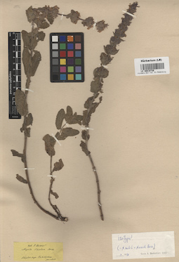 LE 00016726