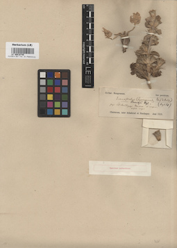 LE 00016745