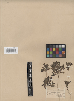 LE 00016765
