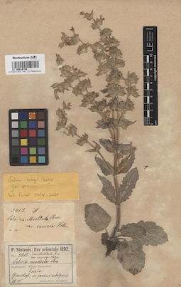 LE 00016784