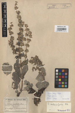 LE 00016785