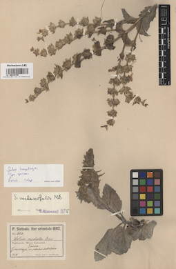 LE 00016786