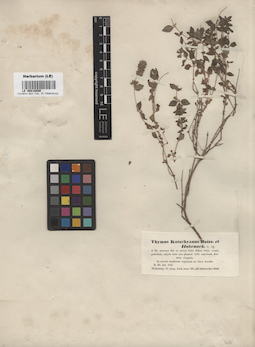LE 00016800