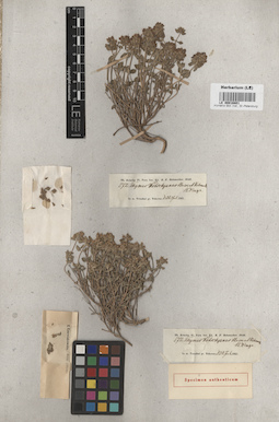 LE 00016801