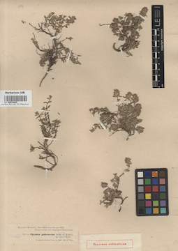 LE 00016802