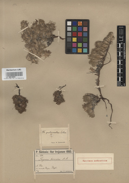LE 00016804