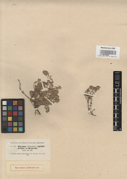 LE 00016806