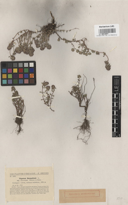 LE 00016807