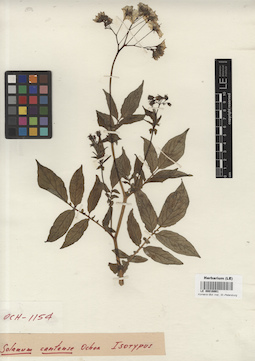 LE 00016861