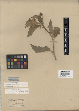 LE 00016867