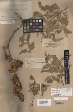 LE 00016903