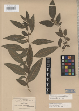 LE 00016955