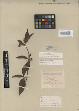LE 00016964