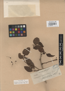 LE 00016976