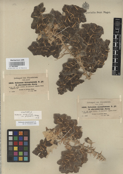 LE 00016980