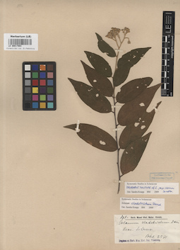 LE 00017003