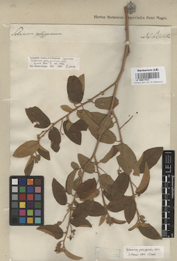 LE 00017013