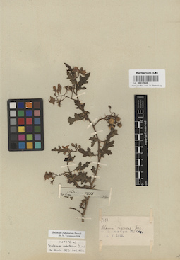 LE 00017020