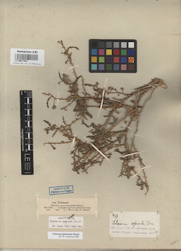 LE 00017031