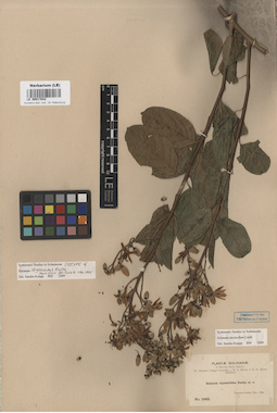 LE 00017042