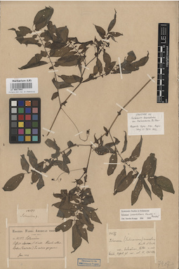 LE 00017043