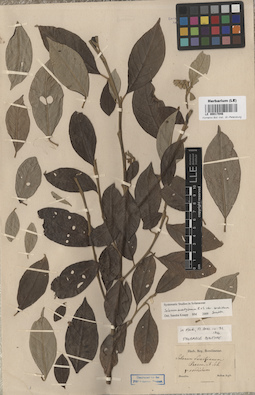 LE 00017046