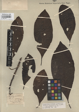LE 00017047