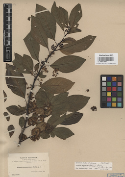 LE 00017050