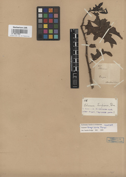 LE 00017052