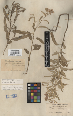 LE 00017054
