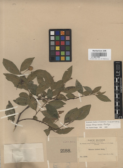 LE 00017056