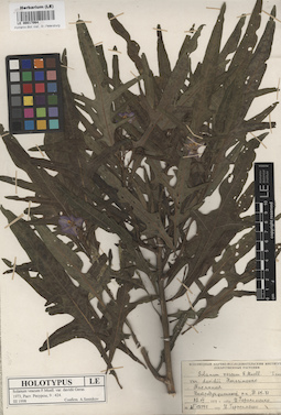 LE 00017064