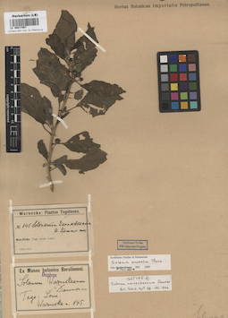 LE 00017067