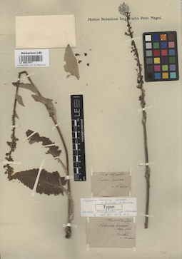 LE 00017077