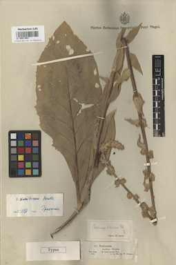 LE 00017081