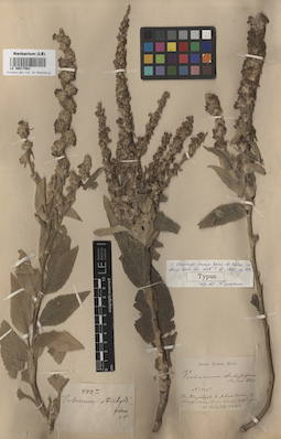 LE 00017083