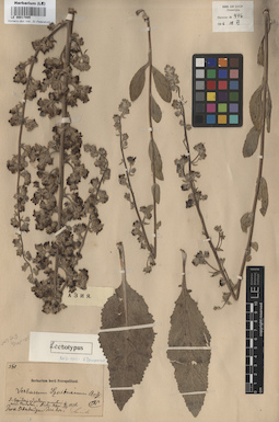 LE 00017085