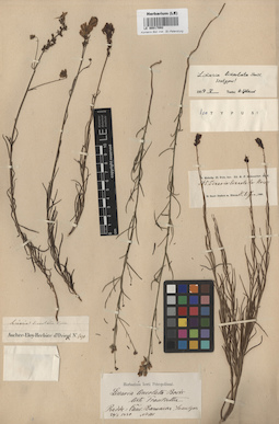 LE 00017092