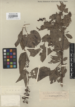 LE 00017101